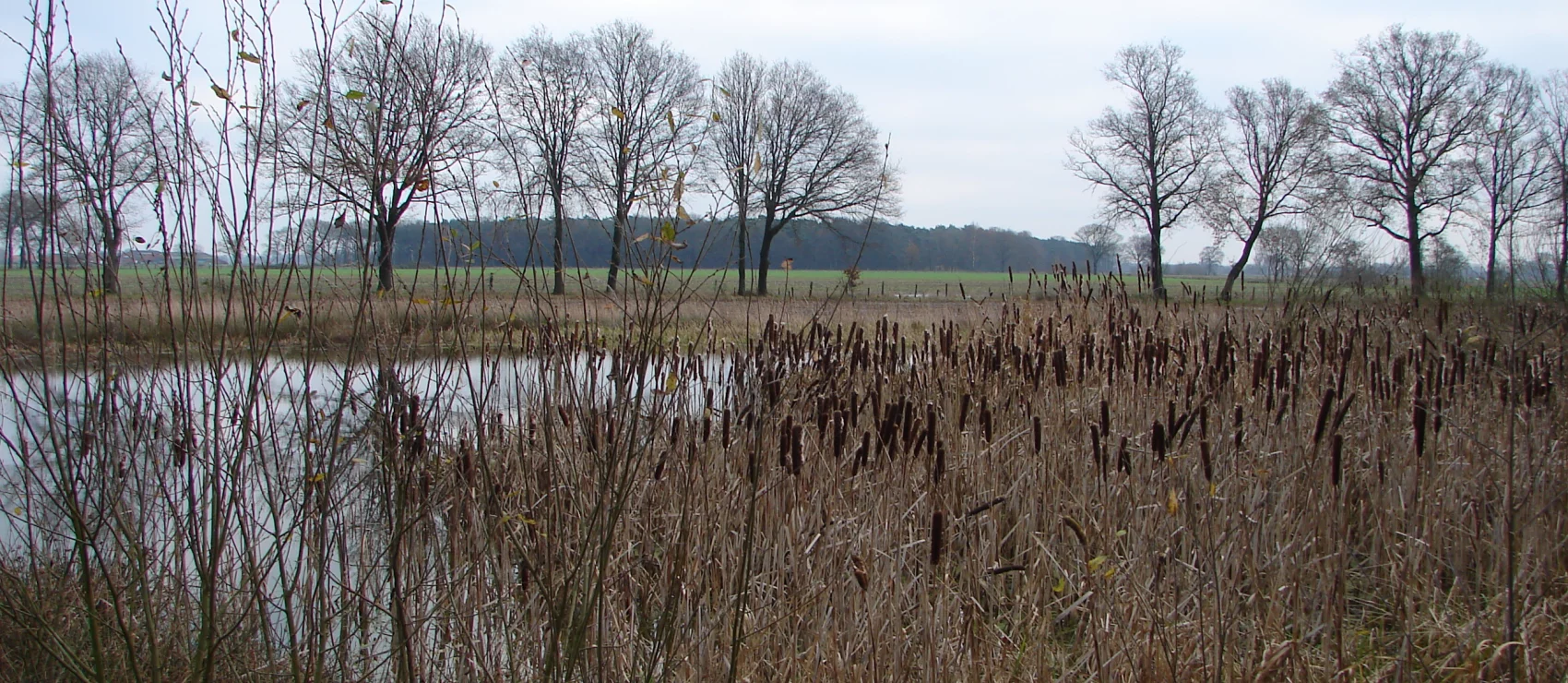 Brechtse Heide