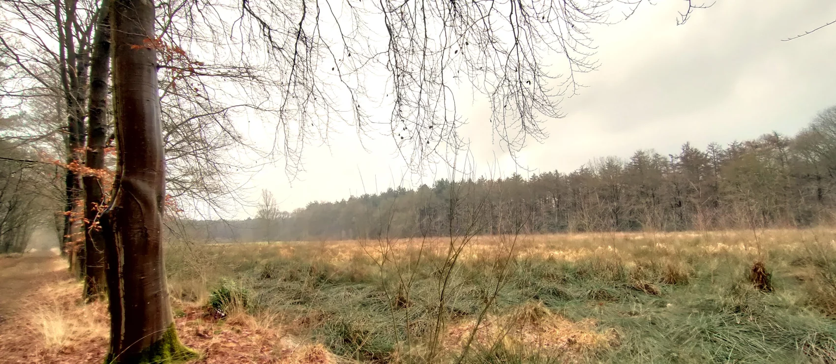 Brechtse Heide