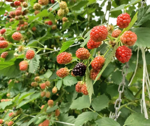 Tuinderij Joosen