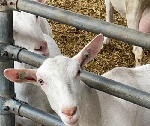 Geitenboerderij Scherpenberghoeve